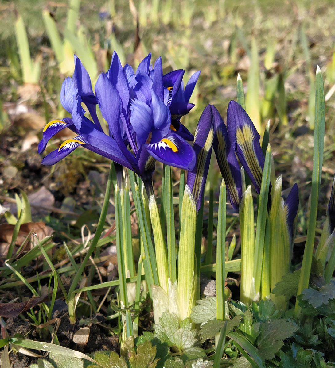Иридодиктиумы или сетчатые ирисы - самые ранние из всех ирисов
