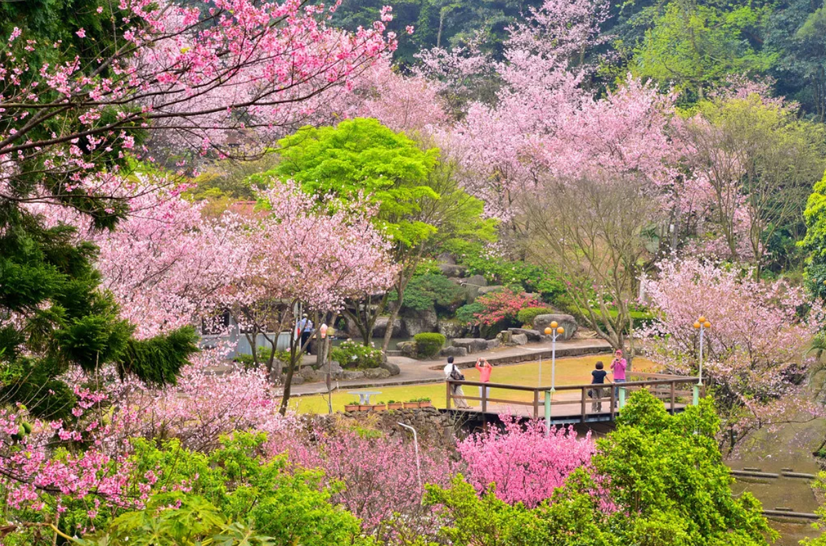 Сакура цветет в саду. Йокогама Япония цветение Сакуры. Киото Ханами. Сакура сидарезакура. Гора Есино Япония сад Сакуры.
