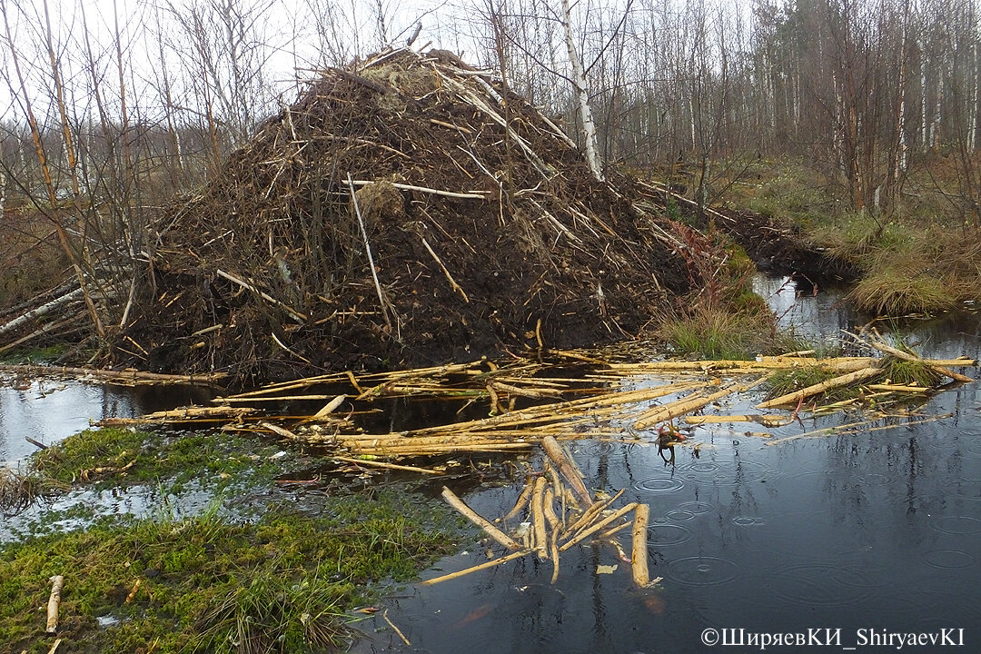 БОБРОВАЯ  КВАРТИРА
