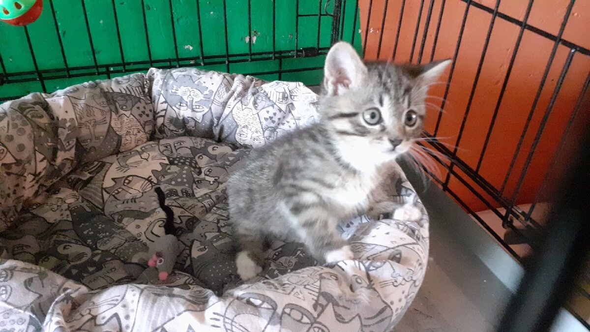 Фото авторов. Мурзик