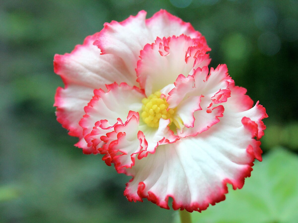 Tuberous Begonia