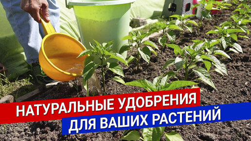 Натуральные удобрения для ваших растений