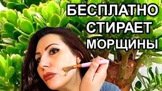 Бесплатно стирает даже глубокие морщины с лица! Маска для лица с толстянкой!