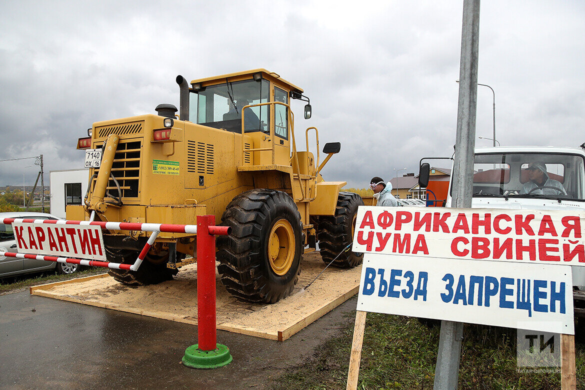 В трех населенных пунктах Спасского района будут уничтожены свиньи из-за появления очага африканской чумы свинейФото: © Салават Камалетдинов / «Татар-информ»