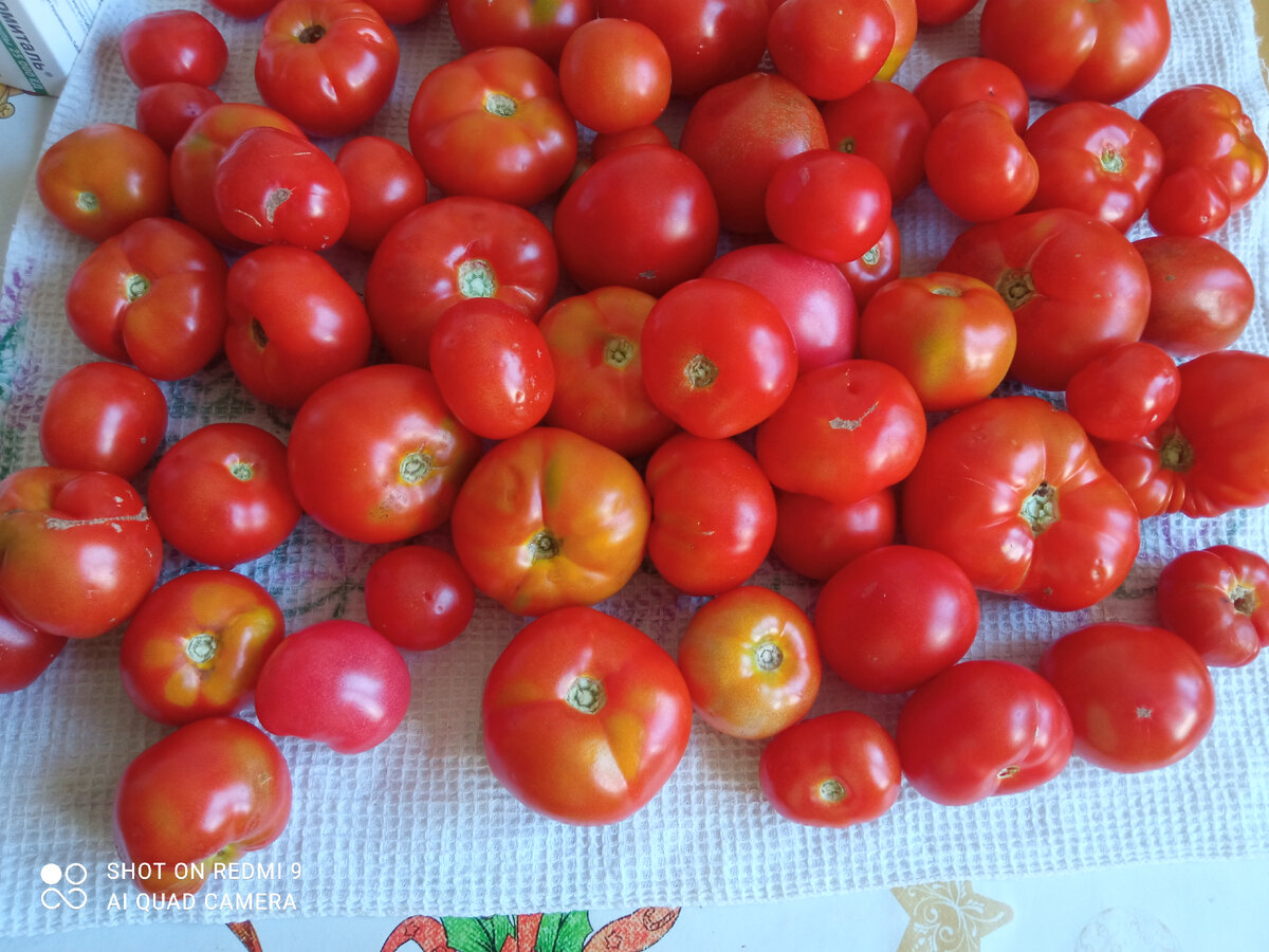 Помидоры на зиму — самый вкусный рецепт без стерилизации с уксусом. Рассол  выпивается весь до капли | Блогерство на пенсии | Дзен