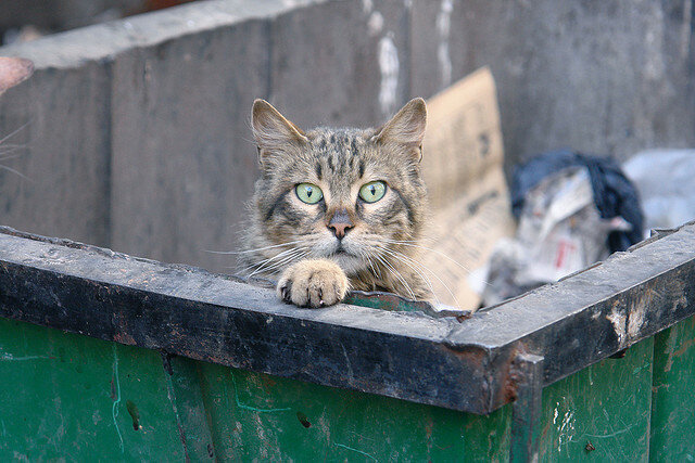 яндекс фото