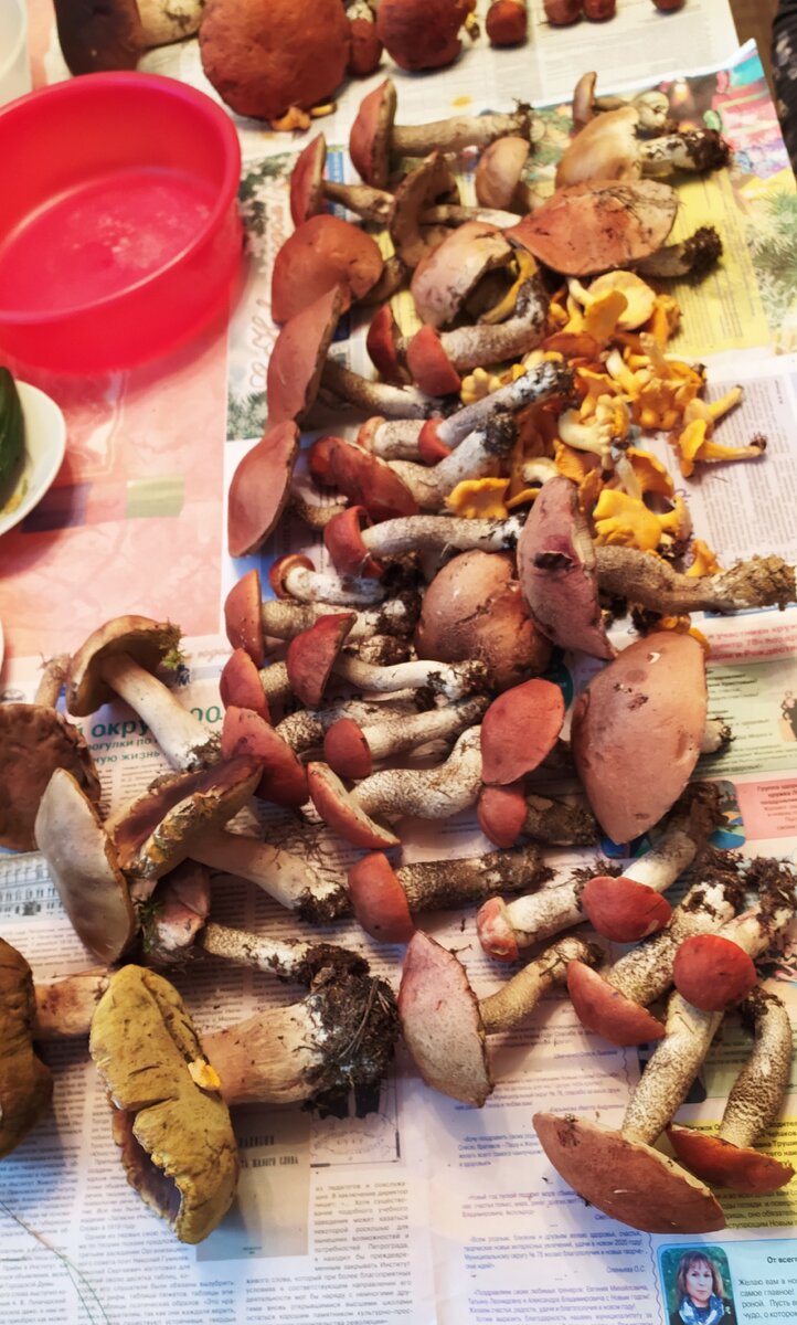 Как уговорить себя не ходить на вечерние прогулки в лес?