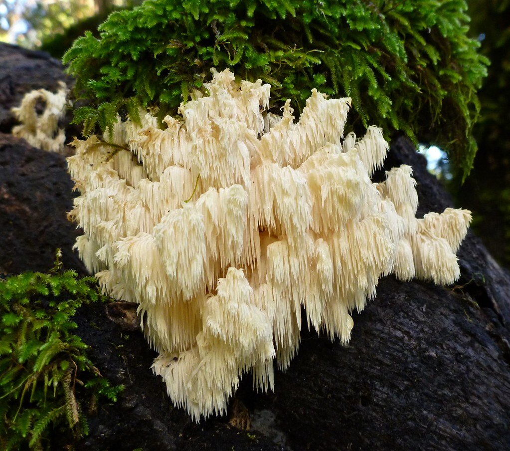 Lions mane mushroom. Гриб ежовик гребенчатый. Ежевик (ежовик) гребенчатый. Львиная грива (ежевик гребенчатый). Ежовик гребенчатый Hericium Erinaceus.