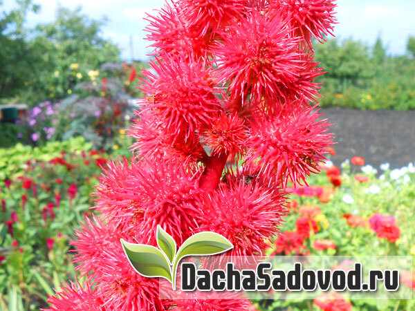 Клещевина (Ricinus) - фото автора (dachasadovod.ru)