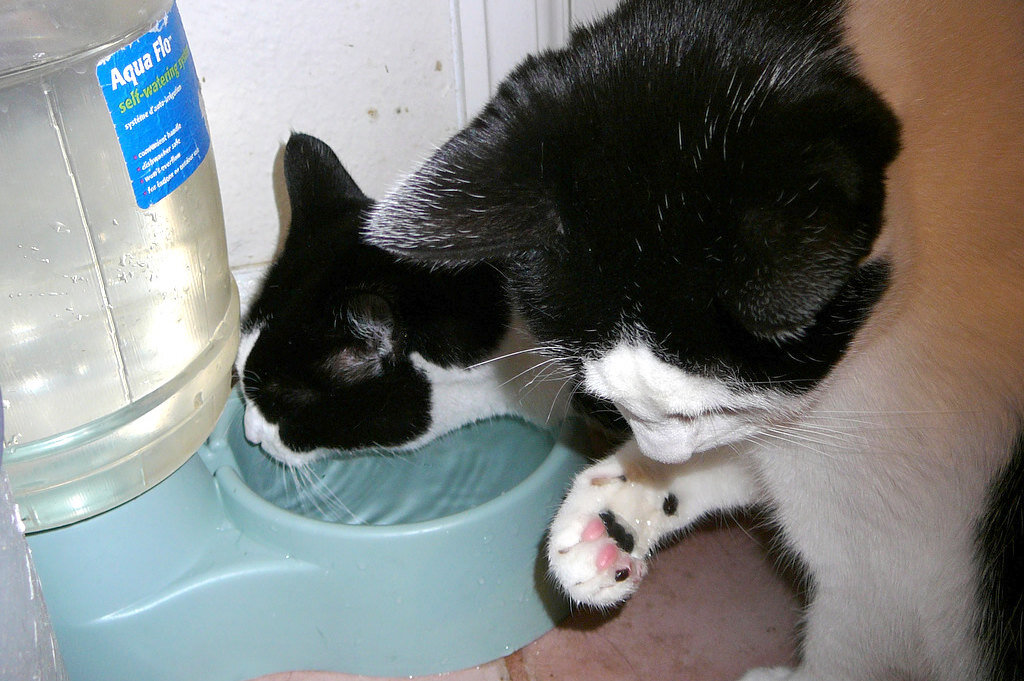     Почему кошки опускают лапки в миску с водой