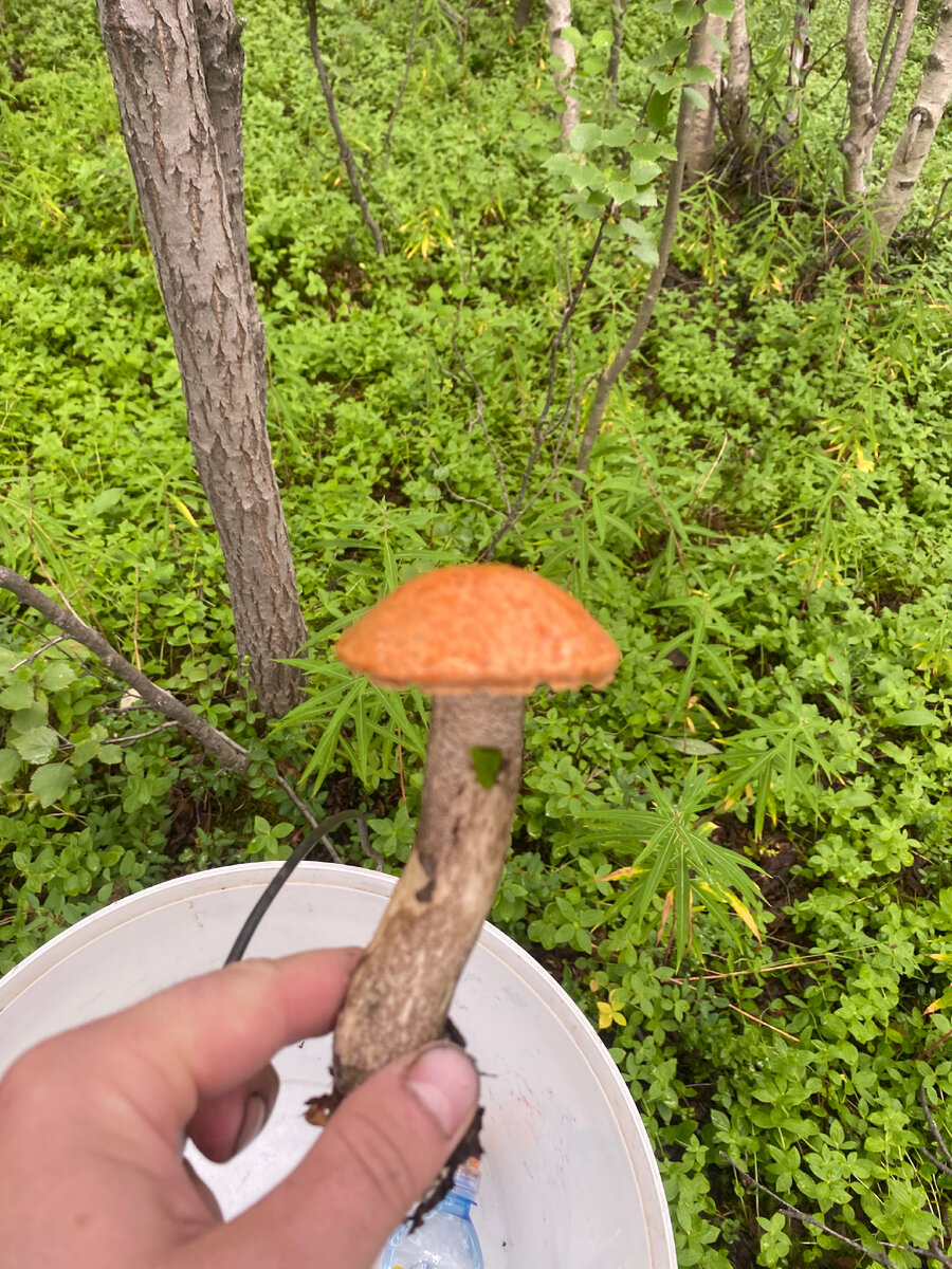 Красноголовик.