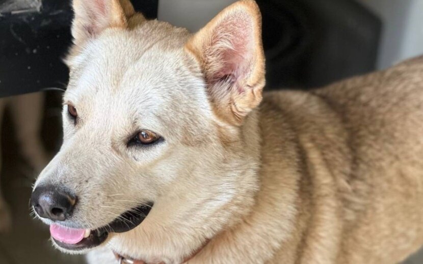    Фото: «Волшебные псы»