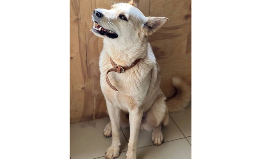    Фото: «Волшебные псы»