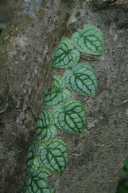 Monstera dubia. Источник: wikimedia.org