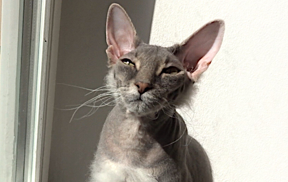 Песня-рецепт «Мой любимый салат». Я помню, как всё начиналось. Идея