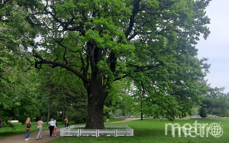    На звание "Российское дерево года" претендовали 69 номинантов.Зинаида Белова.