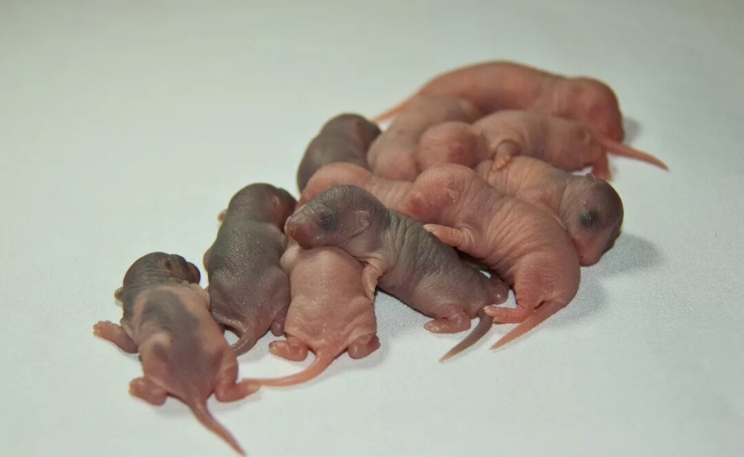 Крысятки голые (взято из Яндекс картинки) 