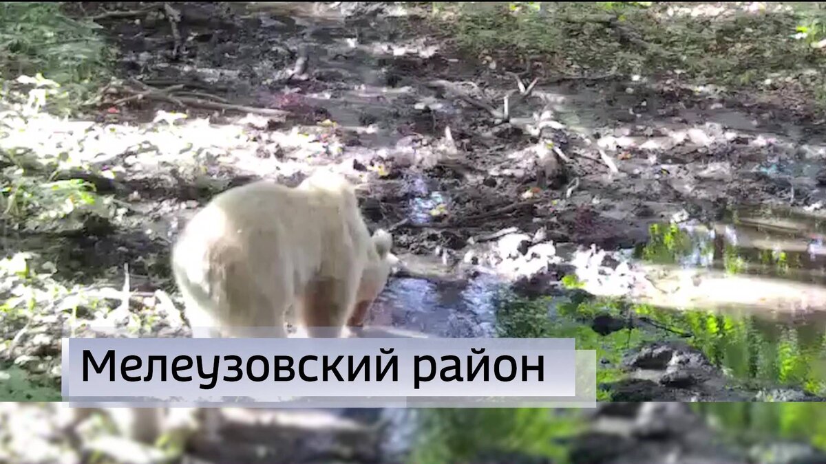    В фотоловушку нацпарка “Башкирия” вновь попался медведь-альбинос