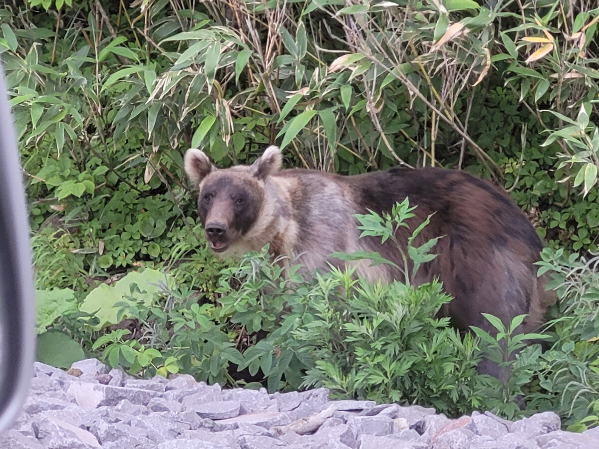 Про медведей на Сахалине и Итурупе (и раньше на Кунашире) мы слышали много.  И следы видели.  И очень не хотели встретиться с медведем где-нибудь на природе, в зарослях бамбучника.-2