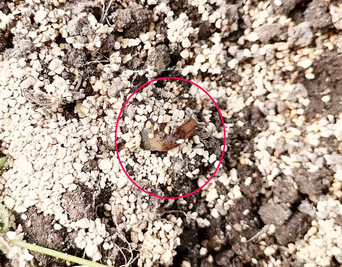 Слизень гибнет от диатомита