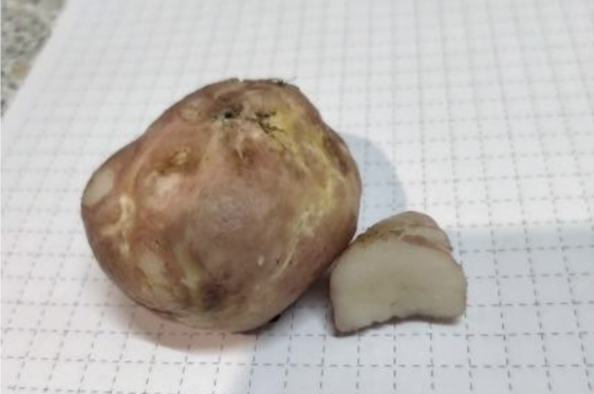    В лесу под Новосибирском нашли редкие белые трюфели