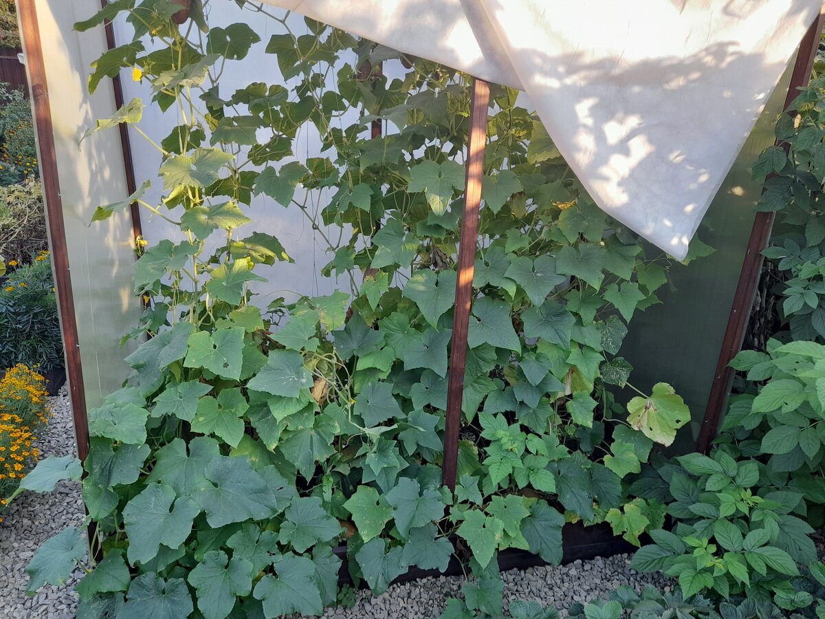 Огурцы в августе