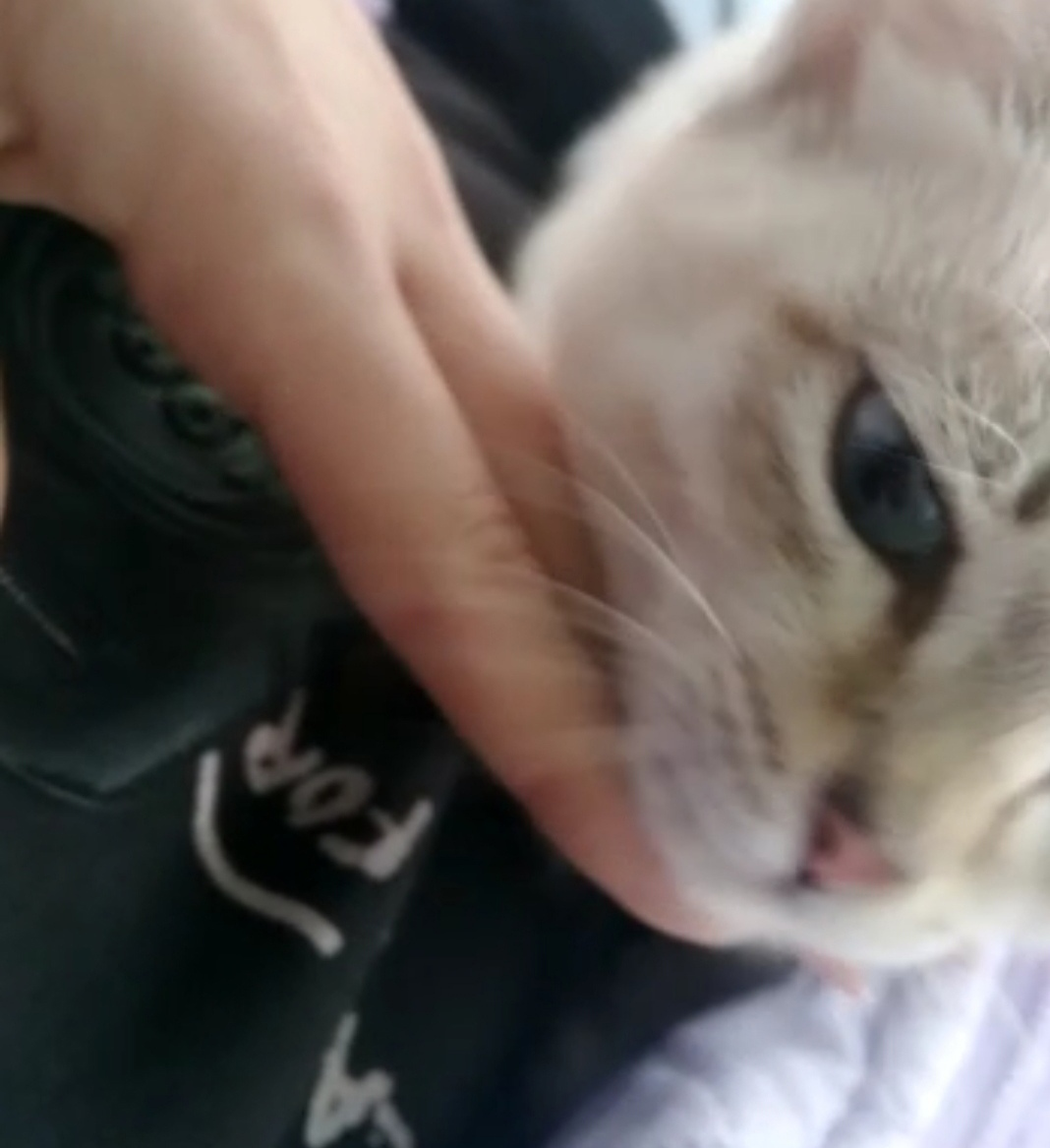 котик из Омска 