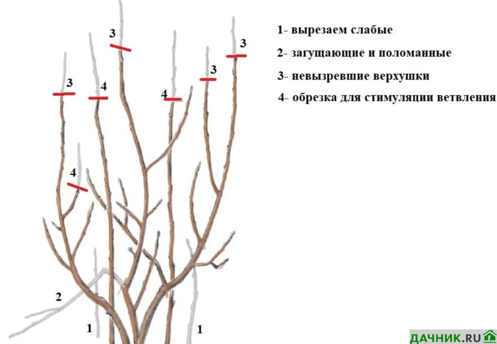 Уход за вейгелой