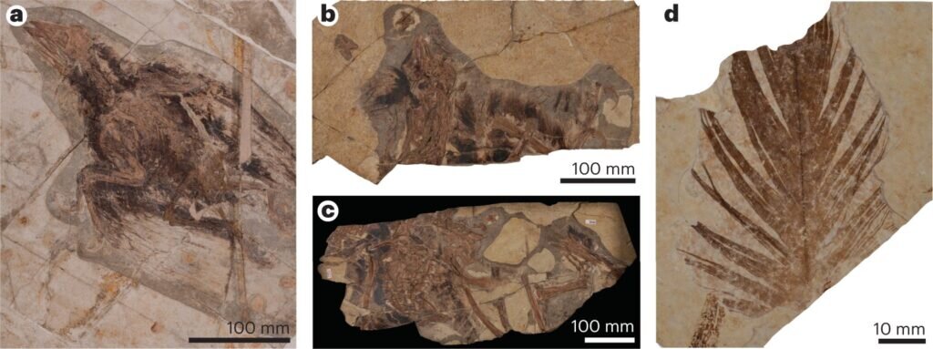    Фотографии ископаемых образцов, использованных в исследовании / © Slater, T.S., Edwards, N.P., Webb, S.M. et al.