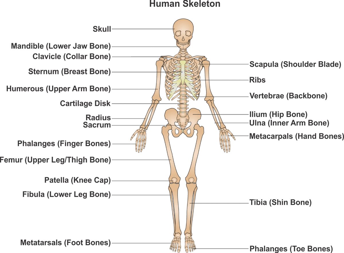 Кости медицинский. Skeleton Bones names. Скелет человека на английском. Скелет человека на латыни. Кости на английском.