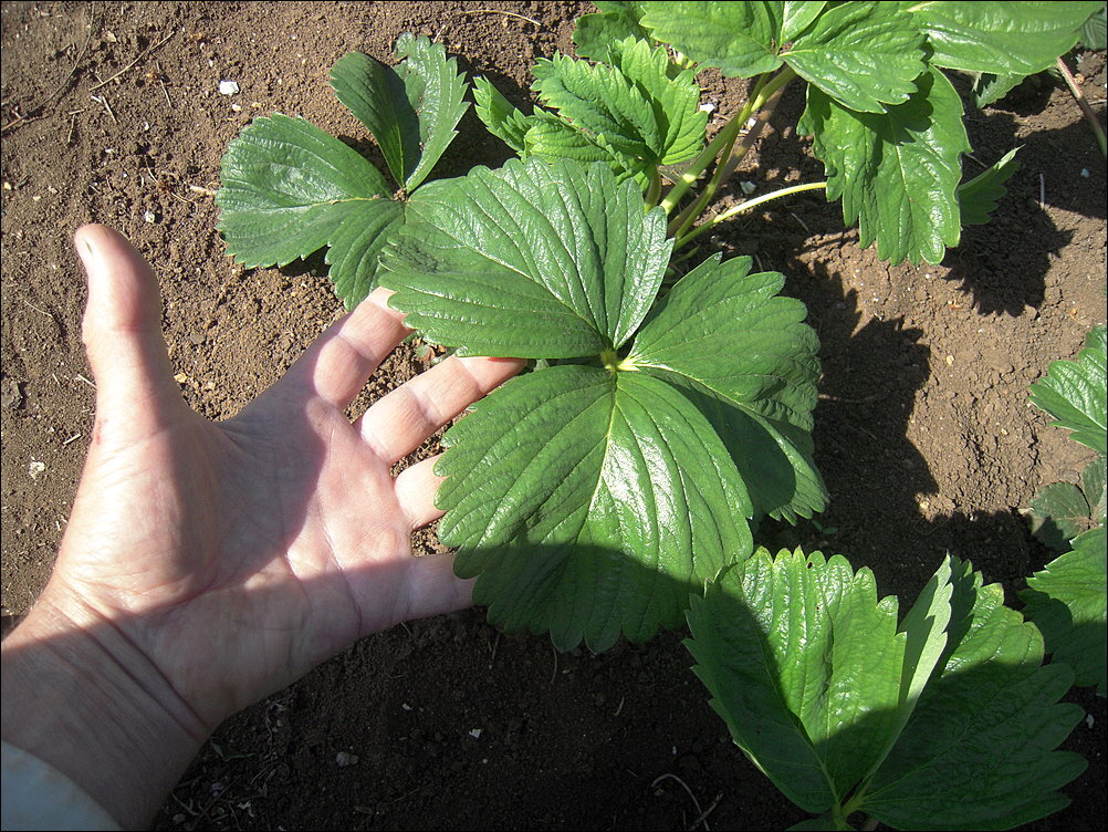 листья клубники хлороз. ирида купчиха. артемий филиппович ревизор. клубника купчиха посадка осенью. в каком состоянии ведомственные дела у земляники.