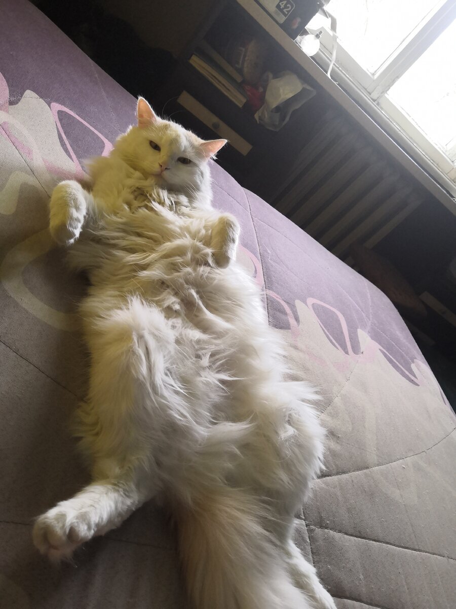 Мой кот 2019г