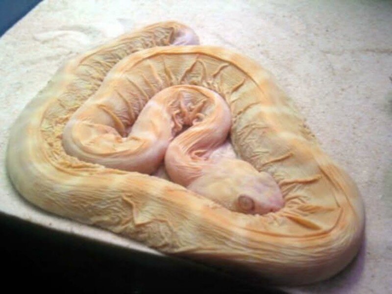 Склизкая , ухххх.