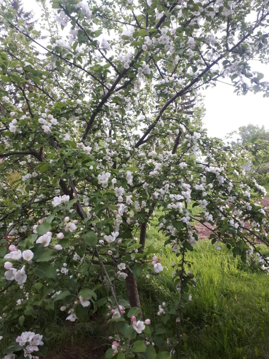 Яблонька, ещё молодая, но непередаваемо красива. 