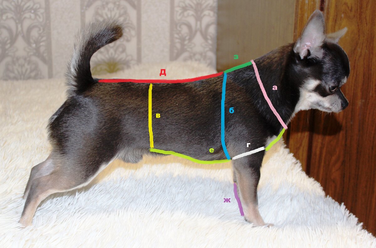 Как сшить и связать одежду для чихуахуа своими руками?
