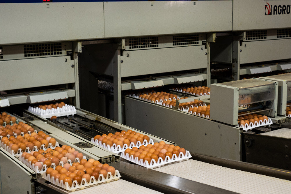 Как устроено производство. Упаковочный цех для яиц. Производство яиц. Цех по производству яичных мороженых и сухих продуктов. Яйцесушильный цех для яиц.
