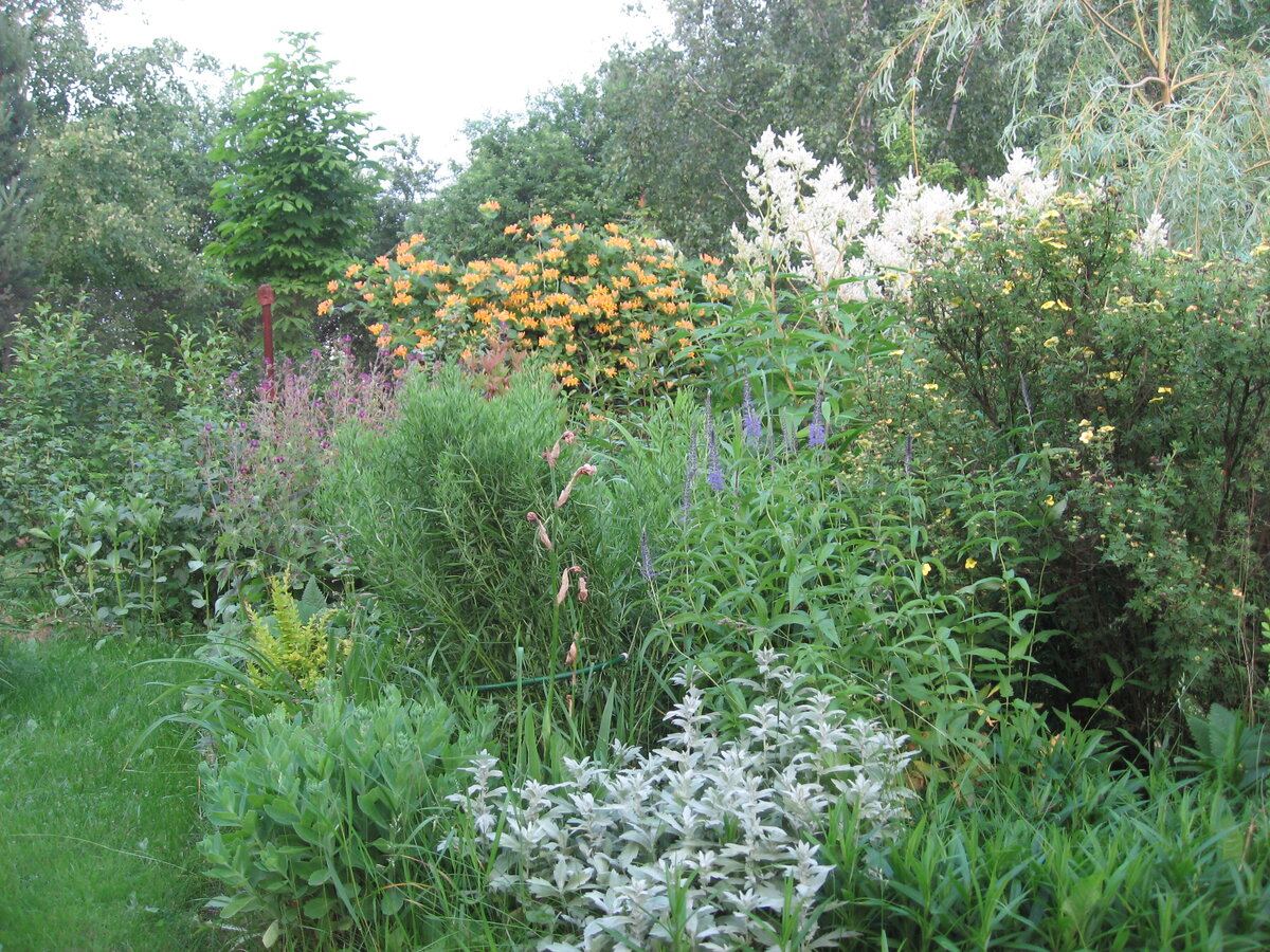 Яркое оранжевое пятно долго украшает ландшафт