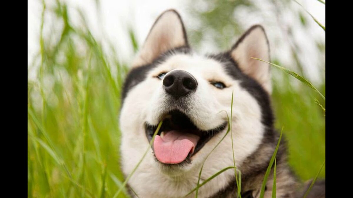 Хаски дуры. Собака улыбака хаски. Собака улыбается. Хаски улыбается. Пес улыбается.