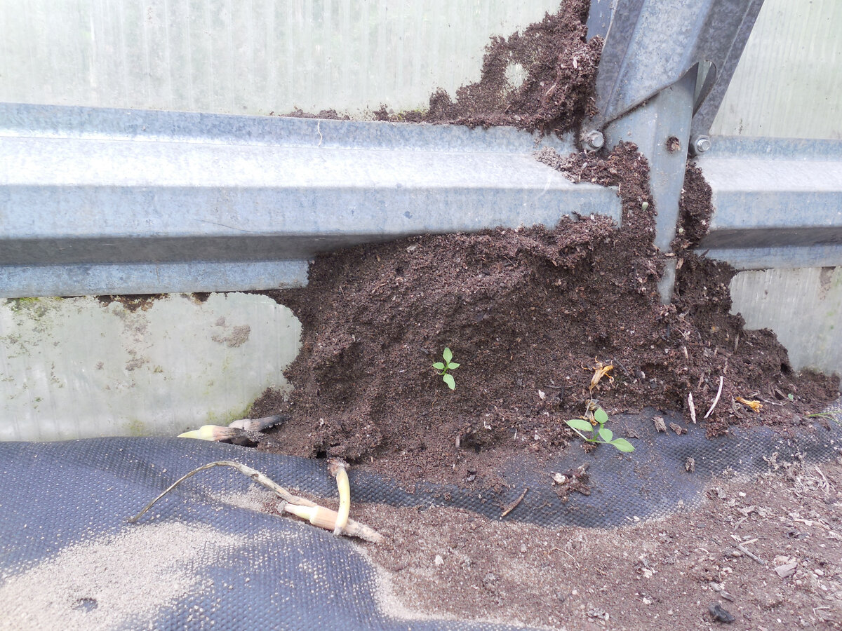 Засыхающие чесночные стрелки (их на фото видно) оказались для муравьёв, как слону дробина