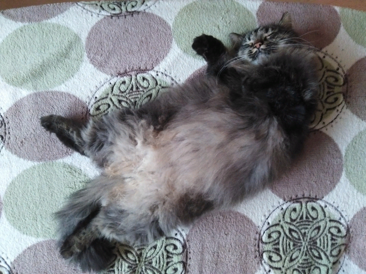 Боевой кот Иван