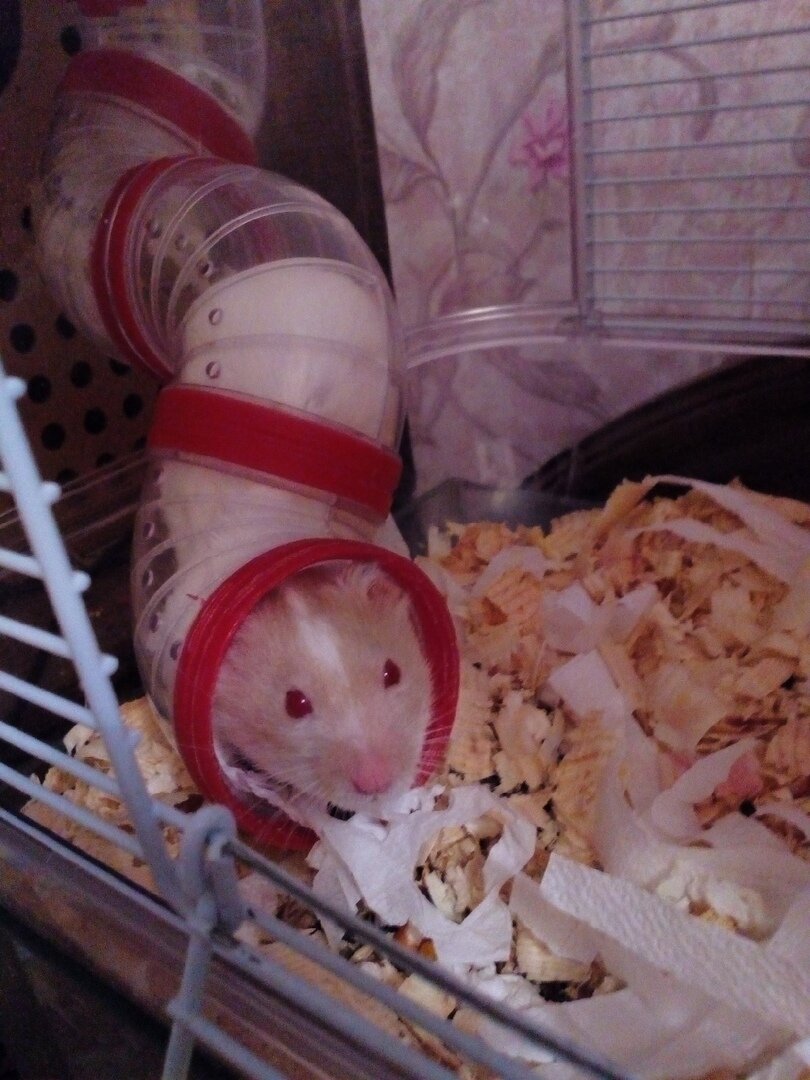 Шустрик и любимая труба :)