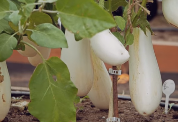 Баклажан Бибо