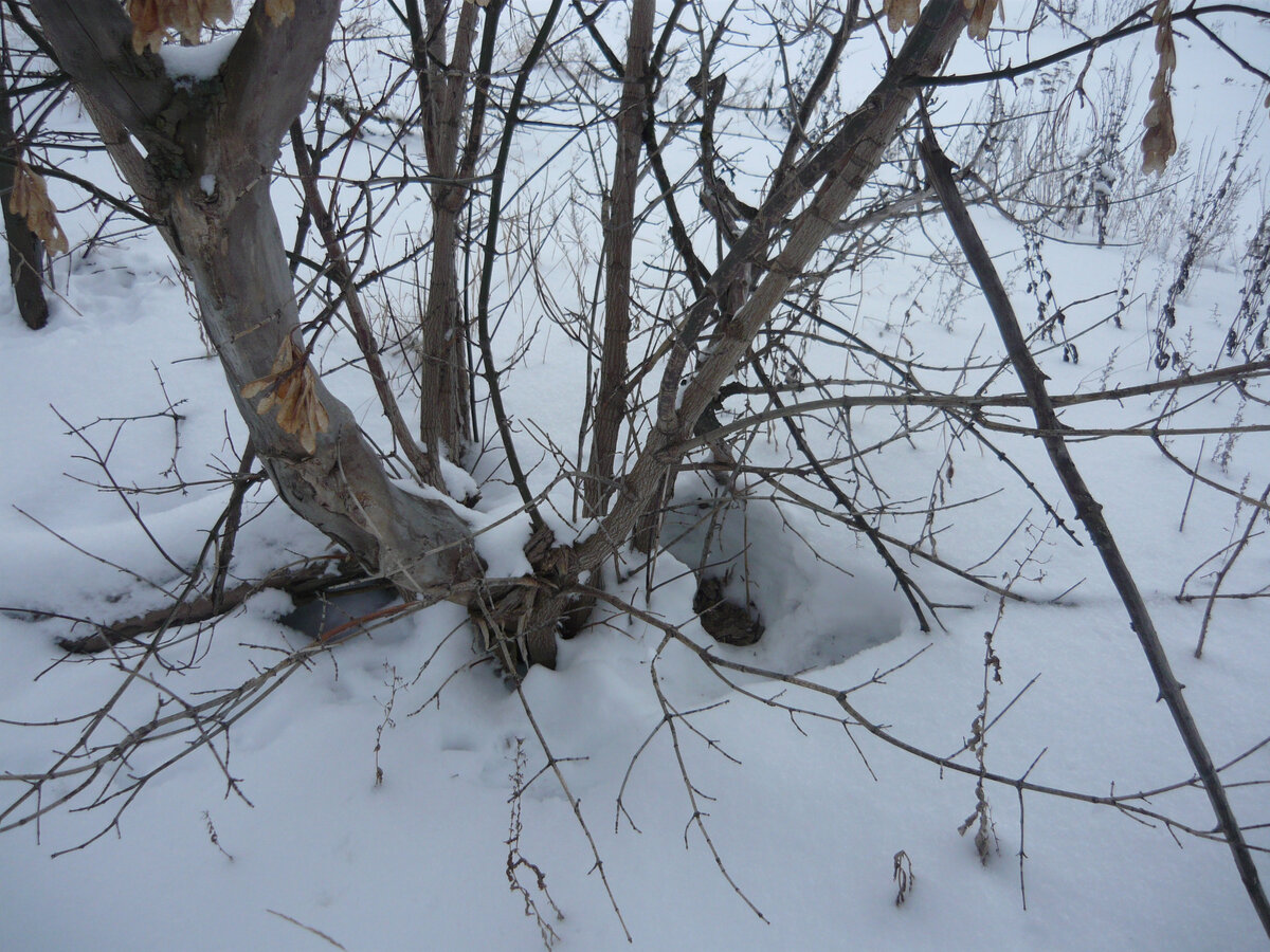 Покинутая лежка русака. Фото автора