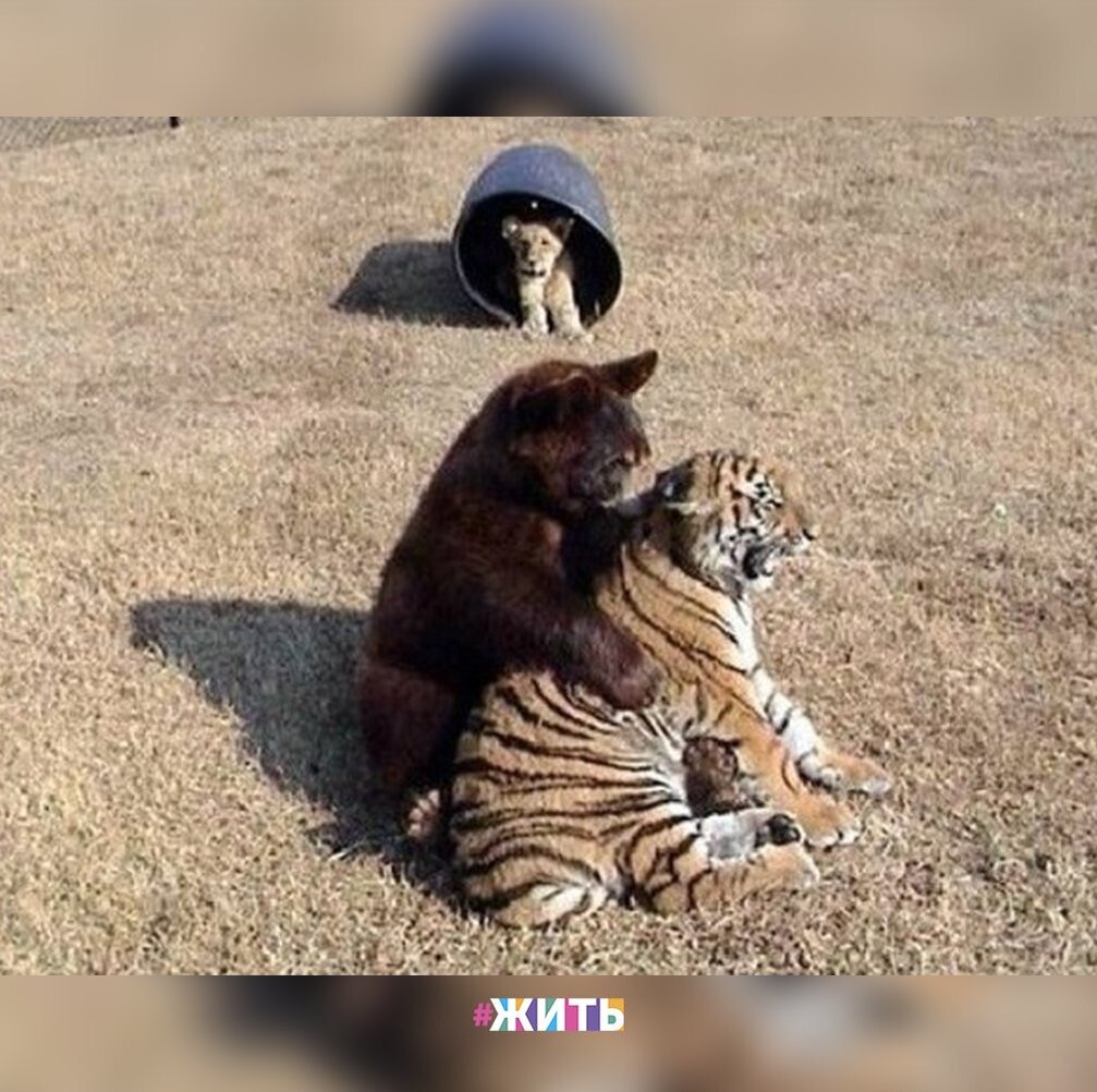 Life long friend. Дружба медведя тигра и Льва. Лев тигр и медведь. Необычная Дружба животных. Медвежонок и Тигренок.