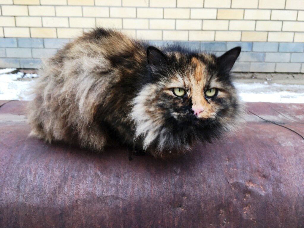 Безымянный уличный беспризорный кот