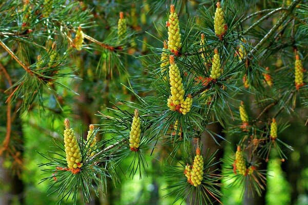 Цветение сосны.