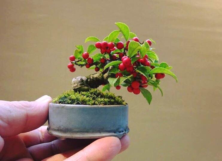 Падуб пильчатый. Высота - 9 см.