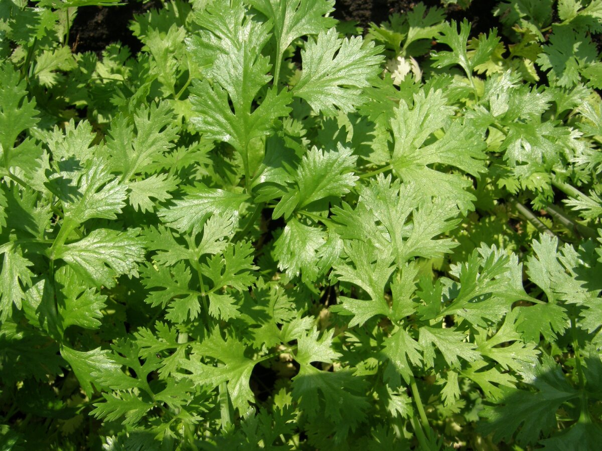 Зелень, петрушка.