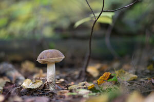 Сорта: Гриб — Подберезовик