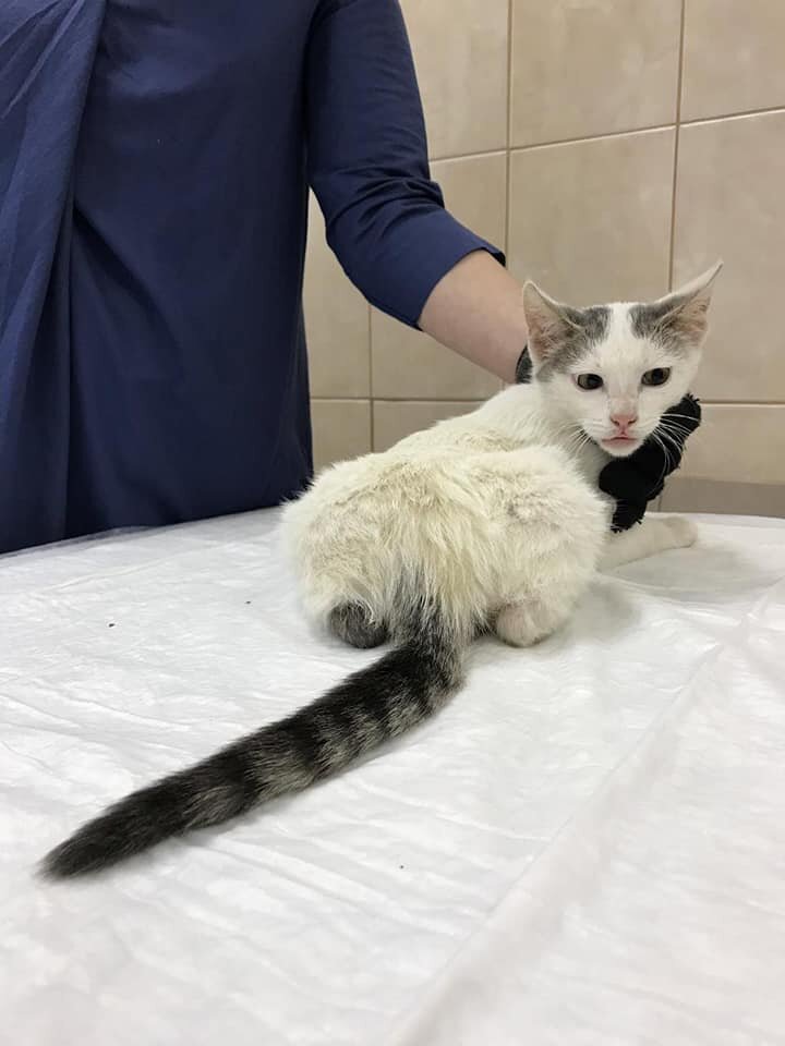 Таким он был, когда мы его поймали и привезли в клинику